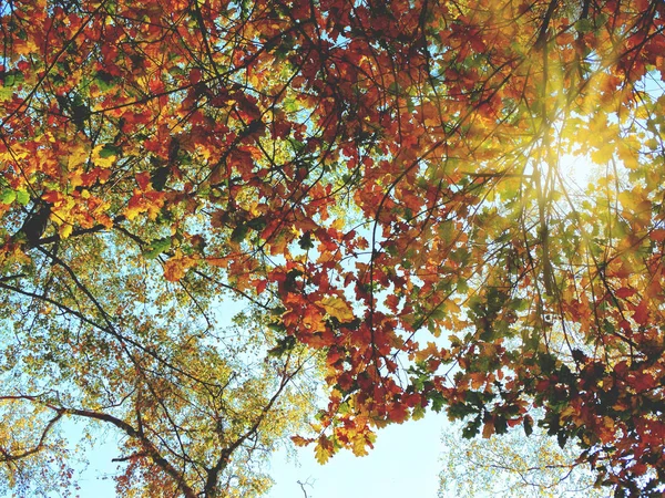 Forêt d'automne avec des chênes et des poutres ensoleillées — Photo