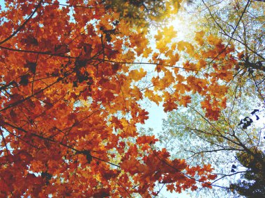 meşe huş ağaçları ve güneşli kirişler ile sonbahar arka plan orman