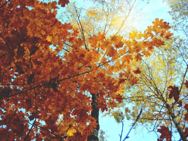 meşe huş ağaçları ve güneşli kirişler ile sonbahar arka plan orman