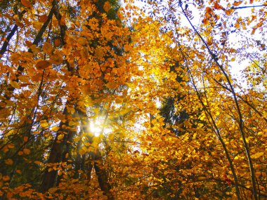 meşe huş ağaçları ve güneşli kirişler ile sonbahar arka plan orman