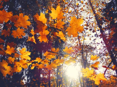 akçaağaç ağaçları ve güneşli kirişler ile sonbahar arka plan orman