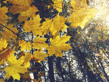 akçaağaç ağaçları ve güneşli kirişler ile sonbahar arka plan orman