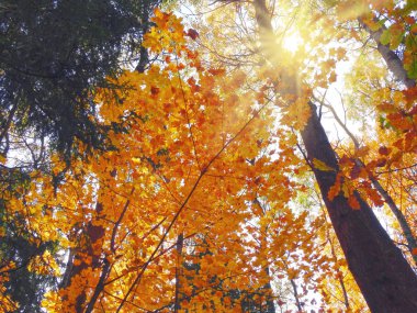 meşe huş ağaçları ve güneşli kirişler ile sonbahar arka plan orman
