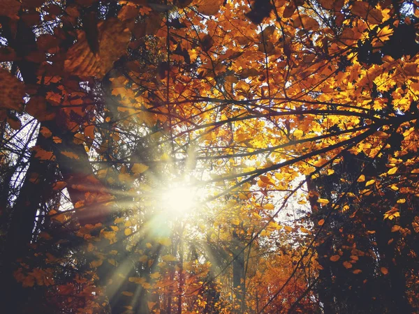 Jesienny Las drzewny z dębowymi brzozy i słonecznymi belkami — Zdjęcie stockowe