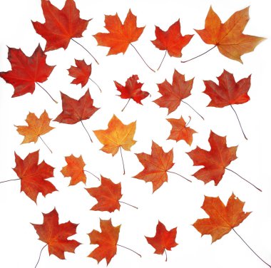 Akçaağaç izni beyaz arkaplanda izole edildi