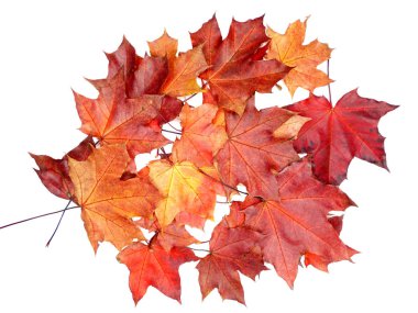 Akçaağaç izni beyaz arkaplanda izole edildi