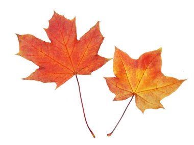 Akçaağaç izni beyaz arkaplanda izole edildi