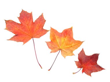 Akçaağaç izni beyaz arkaplanda izole edildi