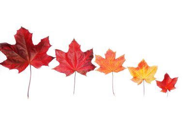 Akçaağaç izni beyaz arkaplanda izole edildi