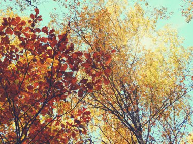 meşe huş ağaçları ve güneşli kirişler ile sonbahar arka plan orman