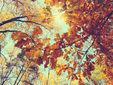 meşe ağaçları ve güneşli kirişler ile sonbahar arka plan orman