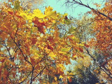 meşe ağaçları ve güneşli kirişler ile sonbahar arka plan orman