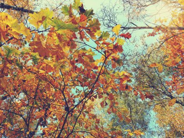 meşe ağaçları ve güneşli kirişler ile sonbahar arka plan orman