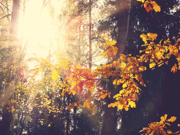 Jesienny Las z dębami i słonecznymi belkami — Zdjęcie stockowe