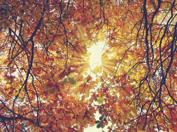 Herbst Hintergrund Wald mit Eichen und sonnigen Balken — Stockfoto