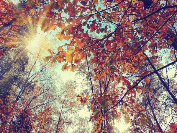 Herbst Hintergrund Wald mit Eichen und sonnigen Balken — Stockfoto