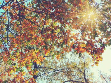 meşe ağaçları ve güneşli kirişler ile sonbahar arka plan orman