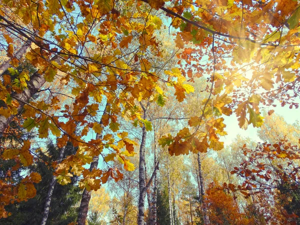 Осенний фоновый лес с дубами и солнечными балками — стоковое фото