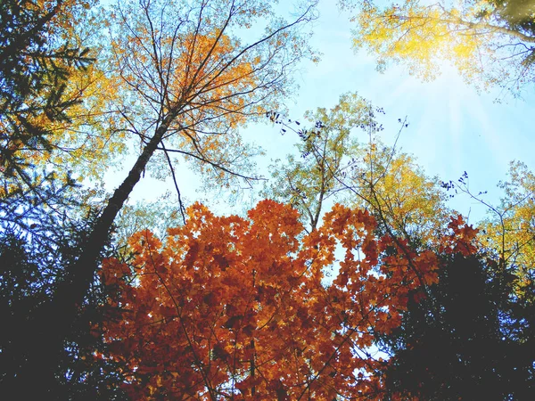 Herbst Hintergrund Wald mit Eichen Birken und sonnigen Balken — Stockfoto