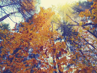 akçaağaç ağaçları ve güneşli kirişler ile sonbahar arka plan orman