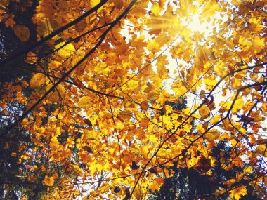 meşe huş ağaçları ve güneşli kirişler ile sonbahar arka plan orman