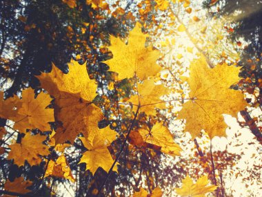 akçaağaç ağaçları ve güneşli kirişler ile sonbahar arka plan orman