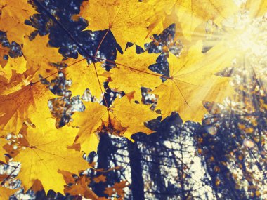 akçaağaç ağaçları ve güneşli kirişler ile sonbahar arka plan orman