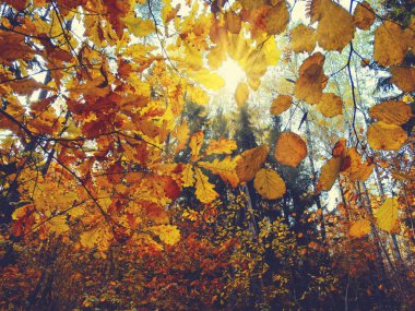 meşe ağaçları ve güneşli kirişler ile sonbahar arka plan orman