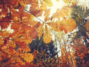 meşe ağaçları ve güneşli kirişler ile sonbahar arka plan orman