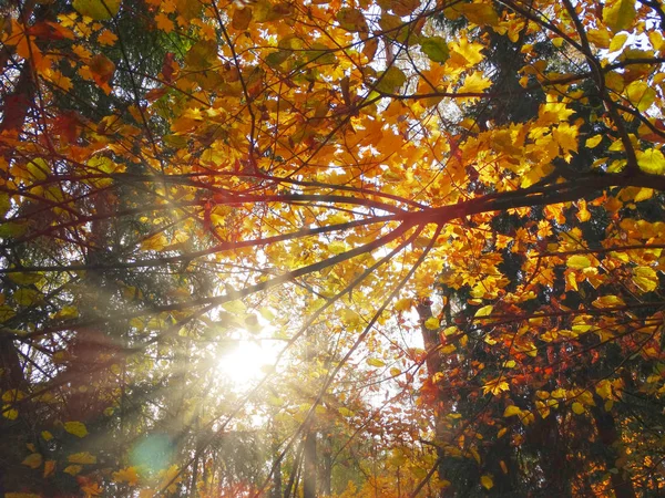 Outono floresta fundo com árvores de bordo e raios de sol — Fotografia de Stock