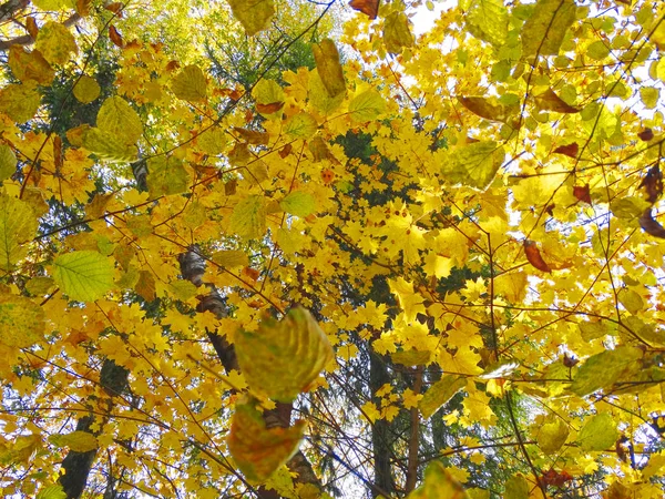Outono floresta de fundo com carvalhos bétulas e raios de sol — Fotografia de Stock