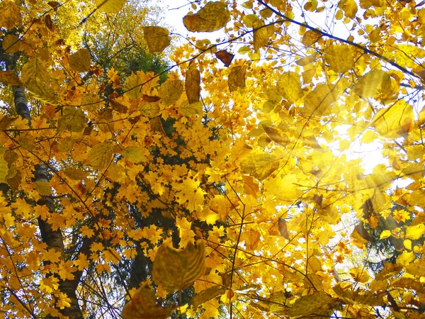 Forêt de fond d'automne avec des chênes bouleaux et des poutres ensoleillées — Photo