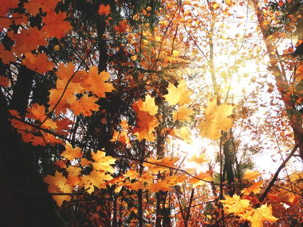 Jesienny Las z drzewami klonowymi i słonecznymi belkami — Zdjęcie stockowe