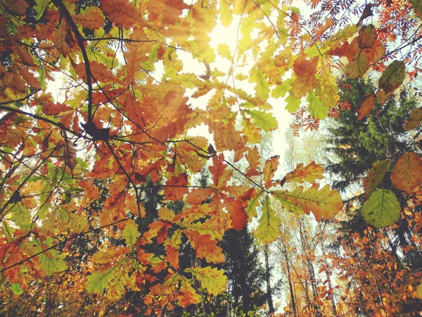 Forêt d'automne avec des chênes et des poutres ensoleillées — Photo