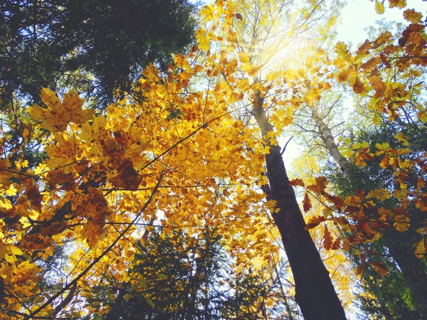 Forêt de fond d'automne avec des chênes bouleaux et des poutres ensoleillées — Photo