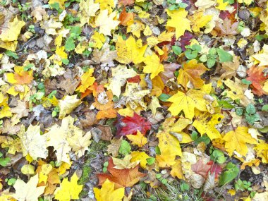 akçaağaç ağaçları ve güneşli kirişler ile sonbahar arka plan orman