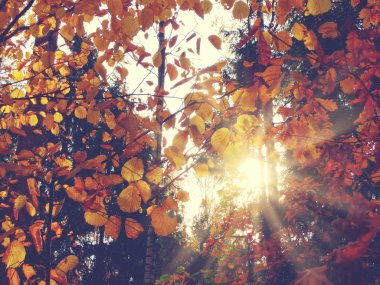 meşe ağaçları ve güneşli kirişler ile sonbahar arka plan orman