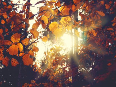 meşe huş ağaçları ve güneşli kirişler ile sonbahar arka plan orman