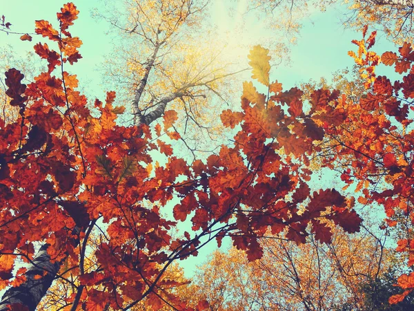 Forêt d'automne avec des chênes et des poutres ensoleillées — Photo