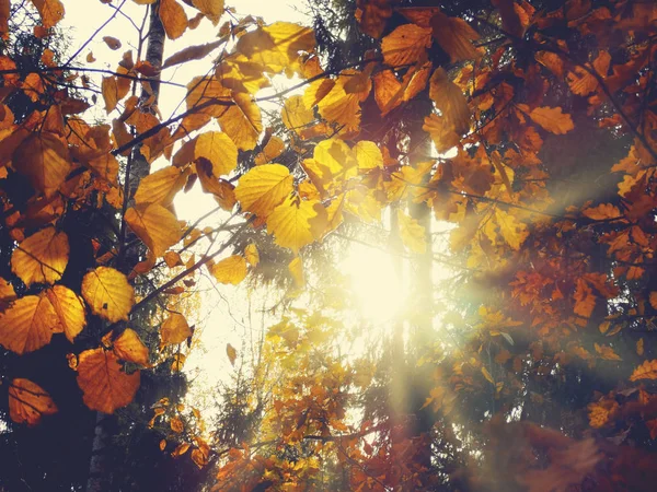 Jesienny Las drzewny z dębowymi brzozy i słonecznymi belkami — Zdjęcie stockowe