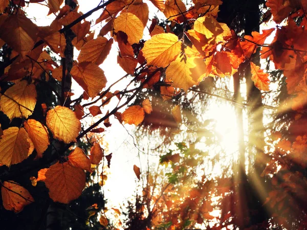 Forêt d'automne avec des chênes et des poutres ensoleillées — Photo