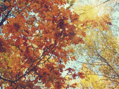 meşe ağaçları ve güneşli kirişler ile sonbahar arka plan orman