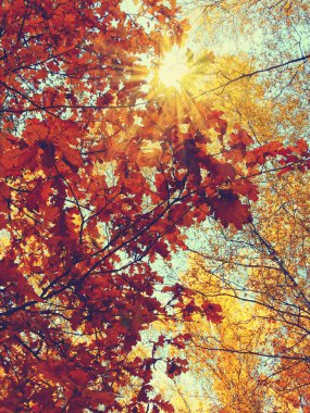 meşe ağaçları ve güneşli kirişler ile sonbahar arka plan orman