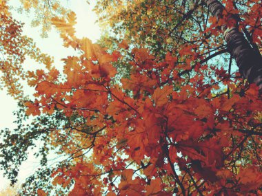 meşe ağaçları ve güneşli kirişler ile sonbahar arka plan orman