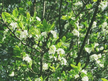 Çiçek açan ağaç ve yaprakların bahar arkaplanı 