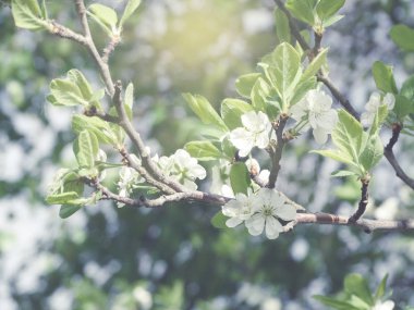 Çiçek açan ağaç ve yaprakların bahar arkaplanı 