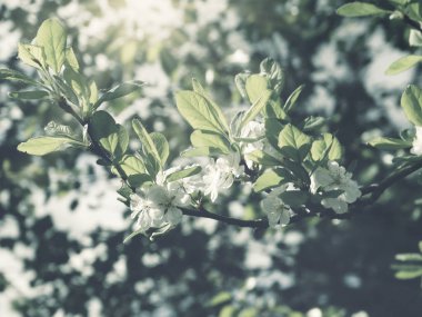 Çiçek açan ağaç ve yaprakların bahar arkaplanı 