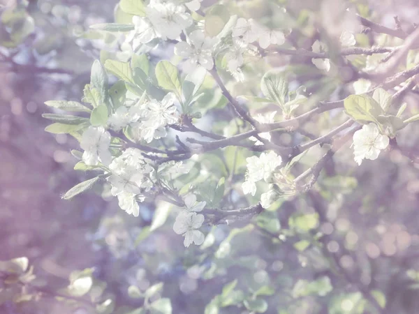 Frühling Hintergrund der blühenden Baum und Blätter — Stockfoto