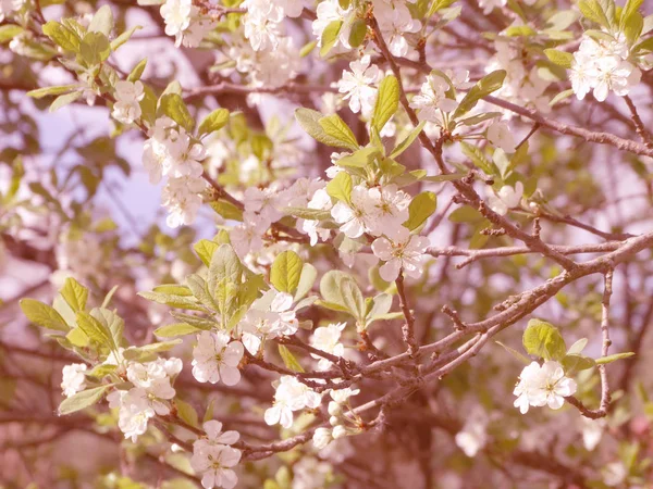 Çiçek açan ağaç ve yaprakların bahar arkaplanı — Stok fotoğraf