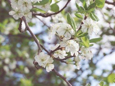 Çiçek açan ağaç ve yaprakların bahar arkaplanı 